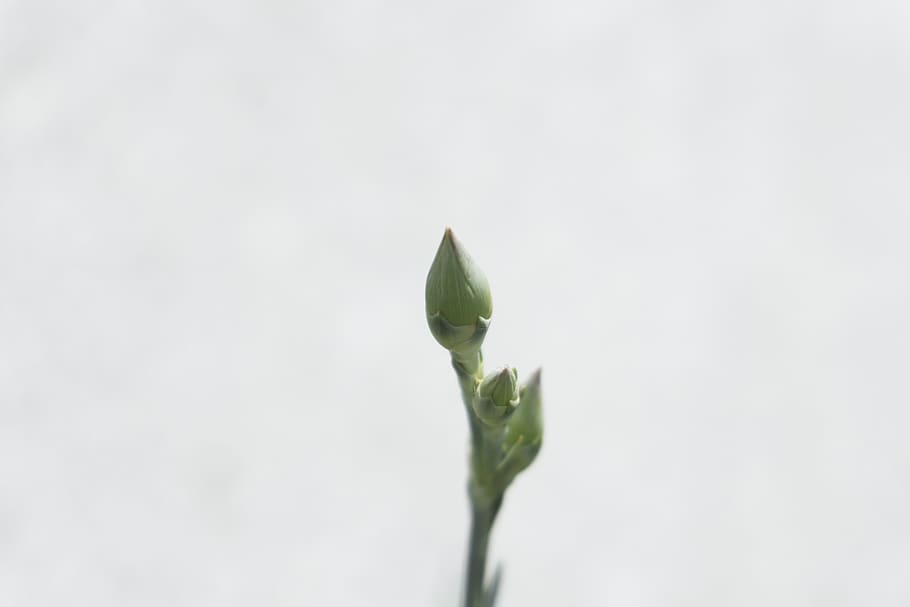 kashmir, clean, minimal, white, green, plant, wallpaper, bud HD wallpaper