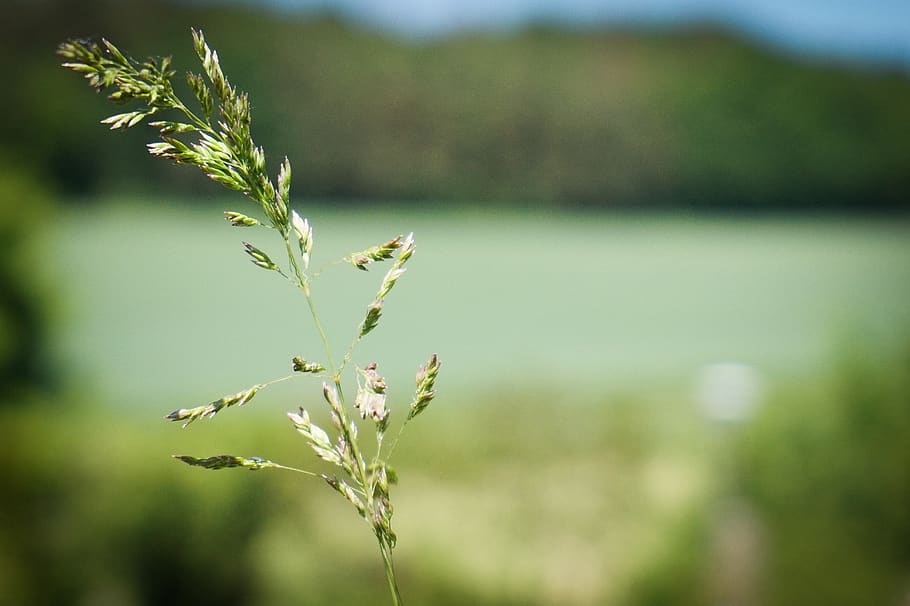 grass, summer, nature, meadow, green, field, hiking, plant HD wallpaper