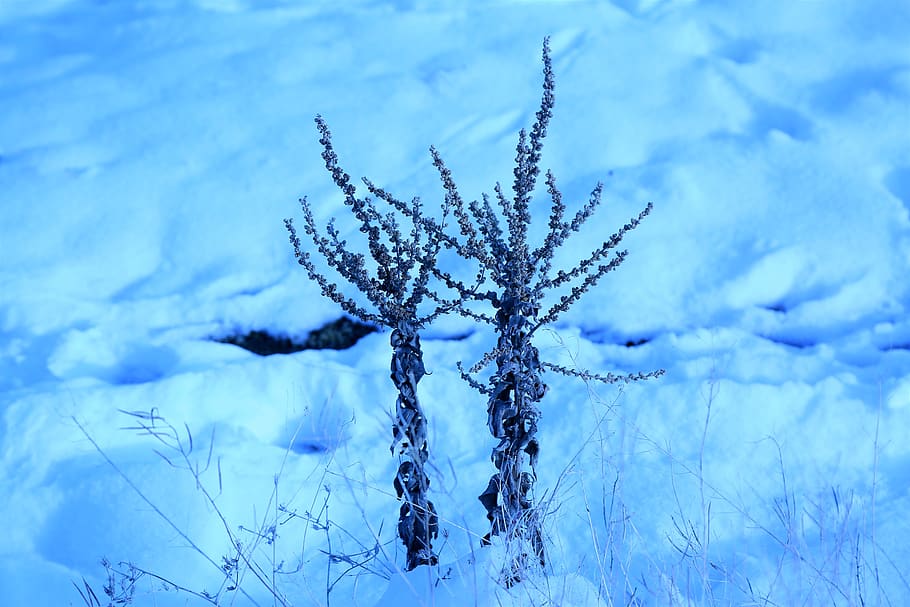 snow, winter, cold, nature, plant, white, snowy, cold temperature HD wallpaper