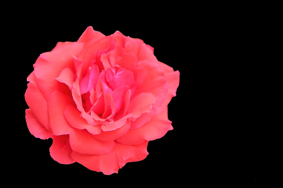 rose, pink, nature, plant, romantic, love, flower, flowering plant HD wallpaper