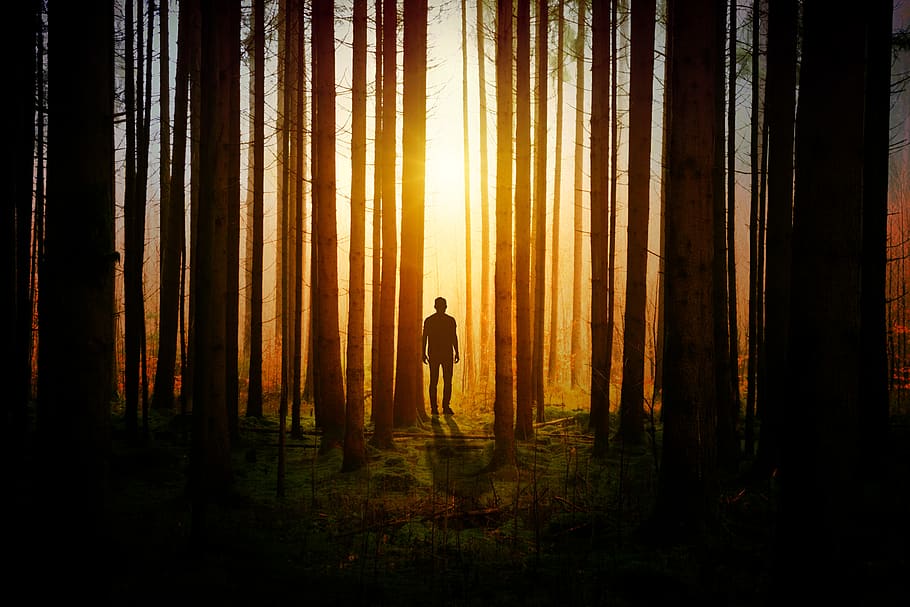 Silhouette of a Man during Sunset, art, backlit, dark, dawn, evening HD wallpaper