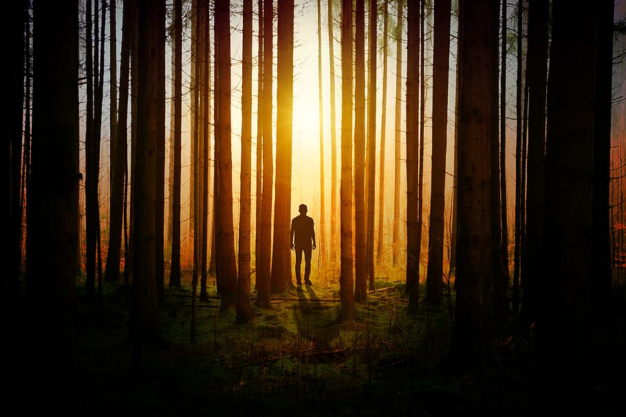 silhouette of man inside the forest during dusk, person, tree HD wallpaper