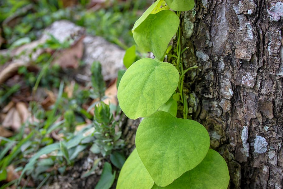 belize, san ignacio, tree, wood, leaves, garden, grass, trees HD wallpaper