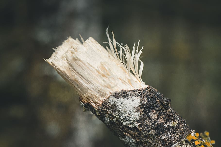 wood, tree, break, bark, nature, wood - material, focus on foreground HD wallpaper