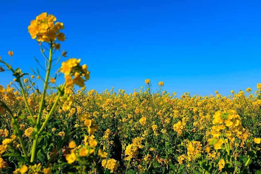yellow petaled flower, flowering plant, beauty in nature, freshness HD wallpaper