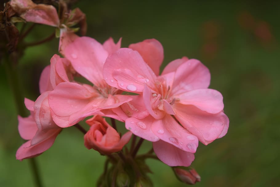rose, flower, dew, closeup, nature, rain, beautiful, bud, blossom HD wallpaper