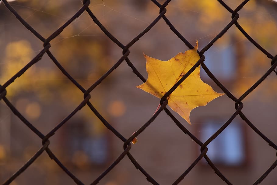 leaf, autumn, nature, fall, yellow, falling leaf, security HD wallpaper