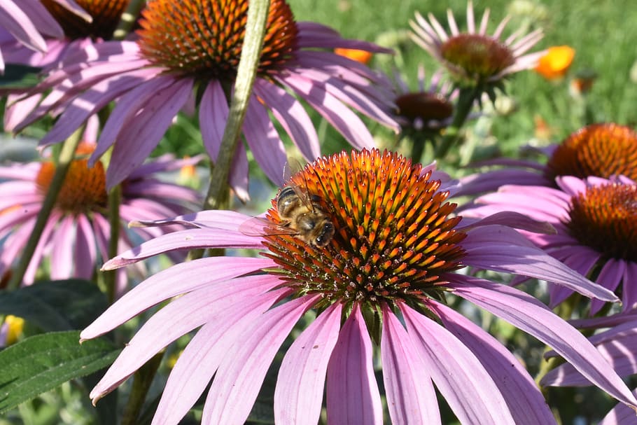echinacea, purple, insect, pollination, bush, flower, bloom HD wallpaper