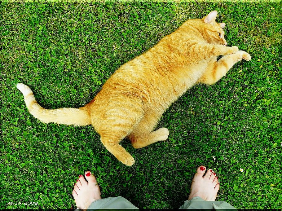 cat, animal, pet, wild, feet, human, activity, pets, one animal HD wallpaper