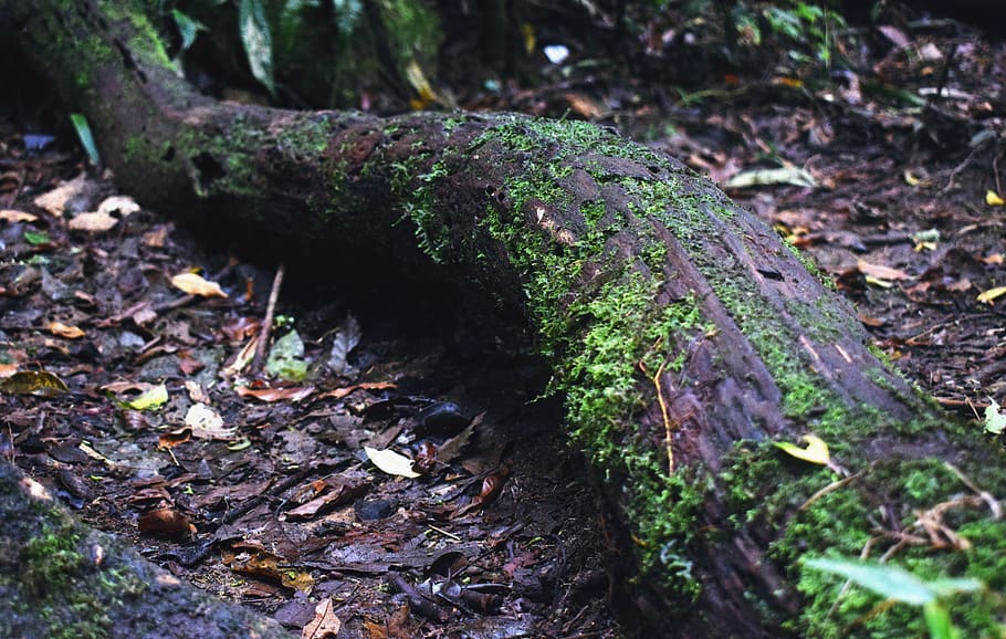 tree, trunk, moss, plant, nature, flying, forest, green, trees HD wallpaper
