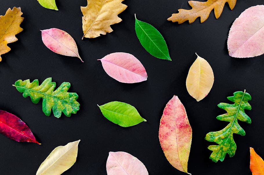 Assorted-color Leaves Illustration, autumn, dry, fall, foliage HD wallpaper