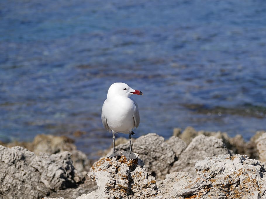 seagull, mediterranean, bird, animal, nature, mallorca, cala ratjada HD wallpaper