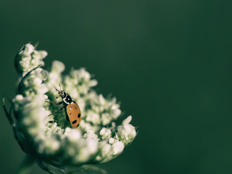 ladybird, macro, insect, flower, queen annes lace, ladybug HD wallpaper