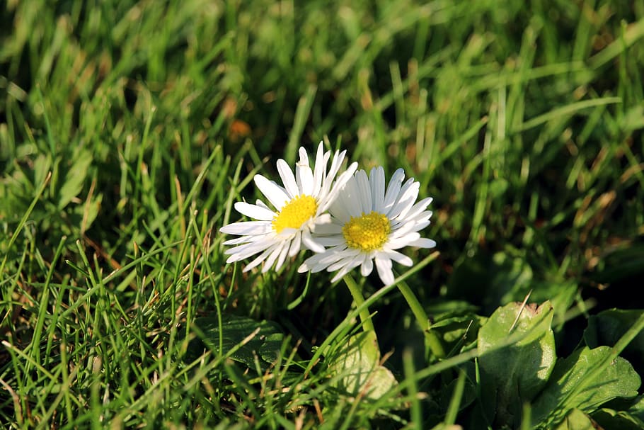 daisy, flower, nature, spring, blossom, bloom, summer, plant HD wallpaper