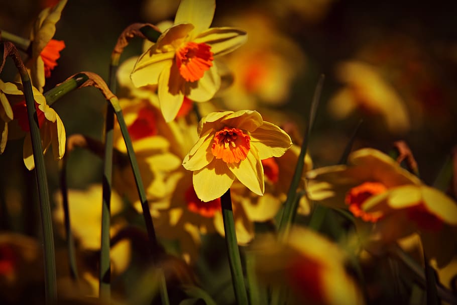 daffodil, flower, bloom, plant, herald of spring, petal, pistil HD wallpaper