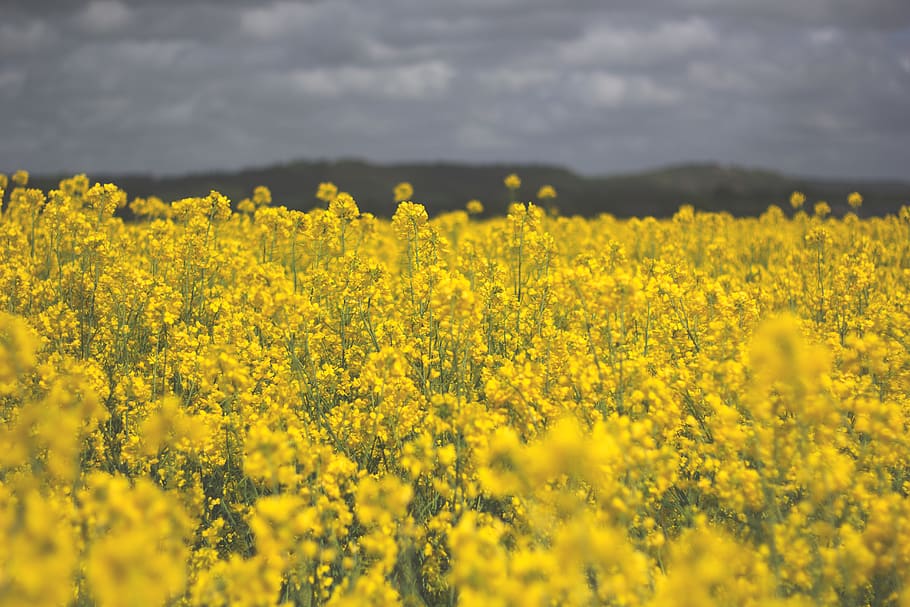 field, yellow, flowers, spring, summer, nature, beauty in nature HD wallpaper