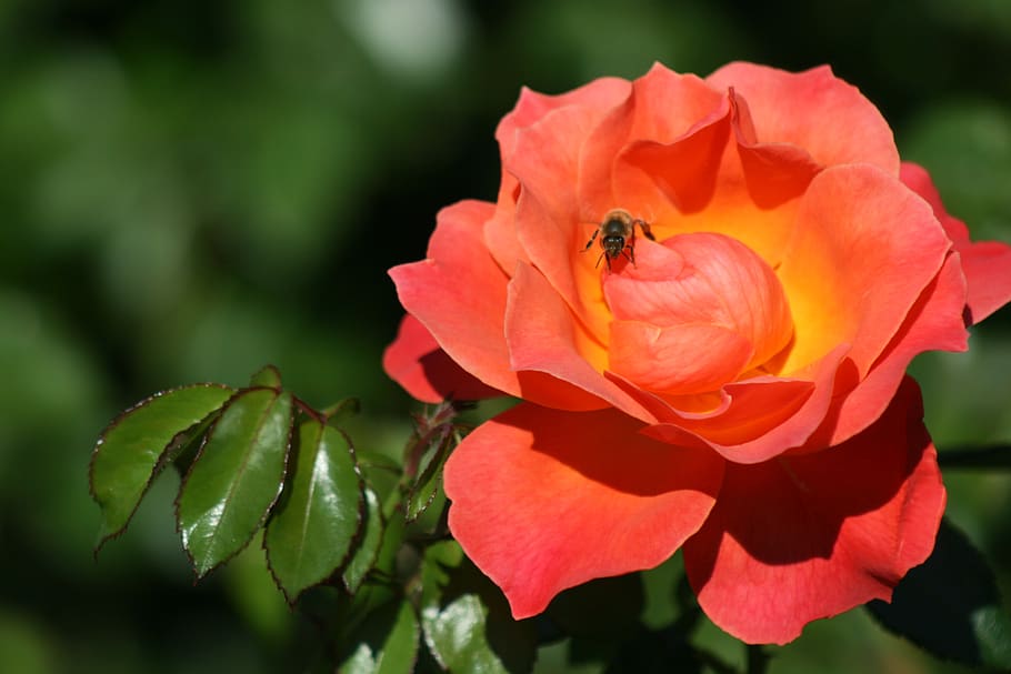rose, flower, bee, bloom, blossom, nature, love, romance, plant HD wallpaper