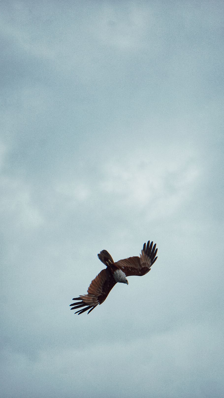 eagle, birds, flying, animals in the wild, spread wings, animal wildlife HD wallpaper