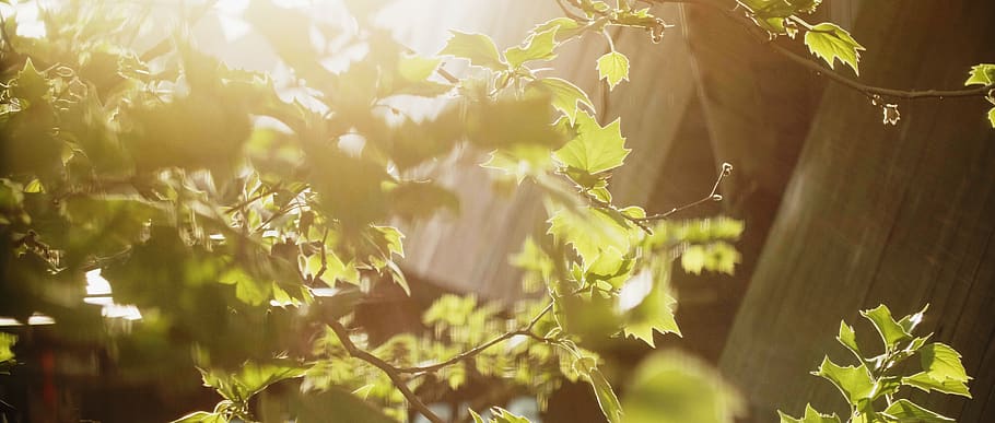 plant, leaf, tree, sunlight, eden, garden of eden, leaves, wall HD wallpaper
