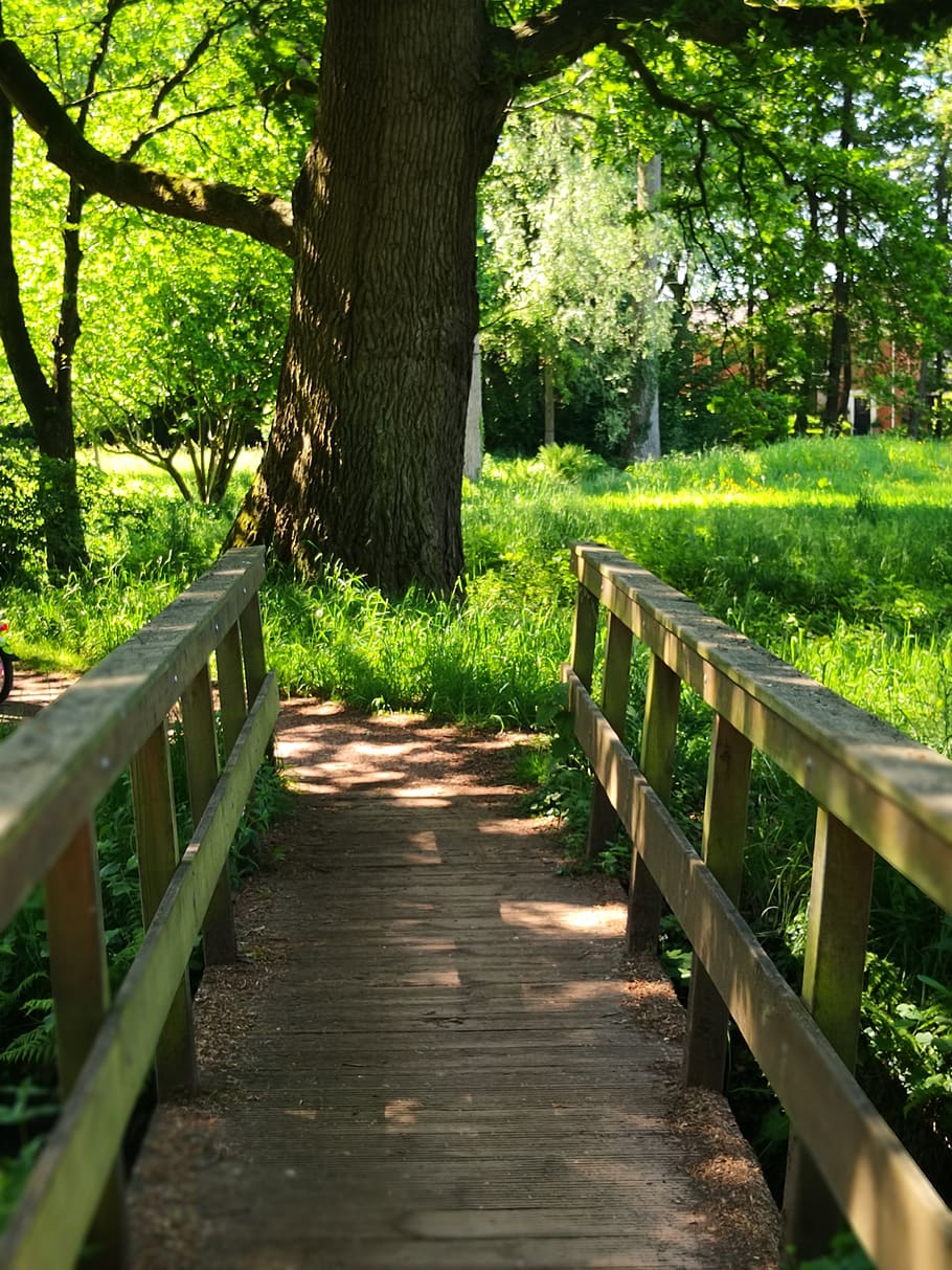 bridge, crossing, tree, wood, green, nature, simplicity, plant HD wallpaper