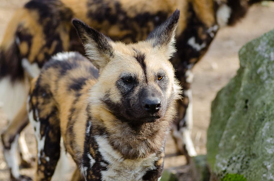 African Wild Dog, animal, close-up, lycaon pictus, wildlife, mammal, HD wallpaper