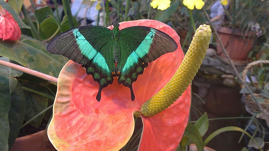 butterfly, flower, handsomely, plant, leaf, close-up, plant part HD wallpaper