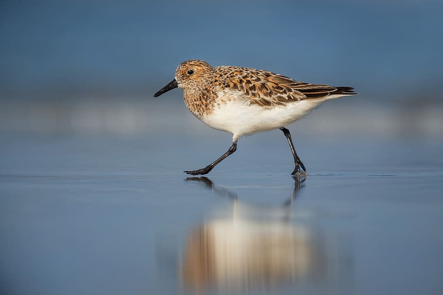 bird, animal, pet, reflection, nature, animal themes, one animal HD wallpaper