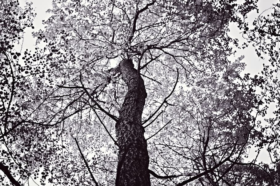 tree, spring, black and white, trunk, bark, dark, leaves, flowers HD wallpaper