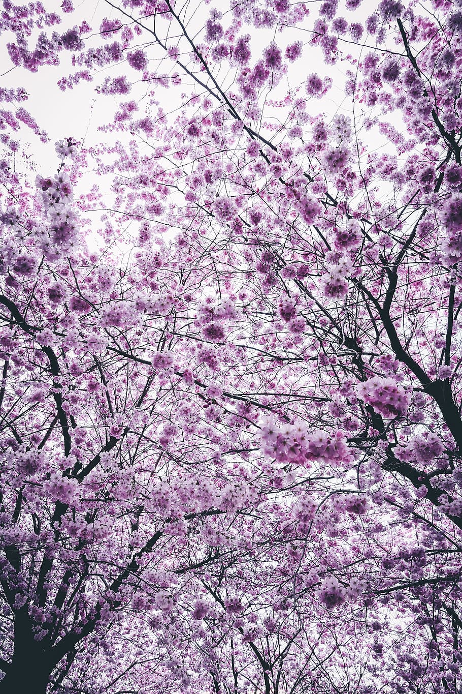 Cherry Blossom Trees, branch, bright, bud, color, colors, flora HD wallpaper