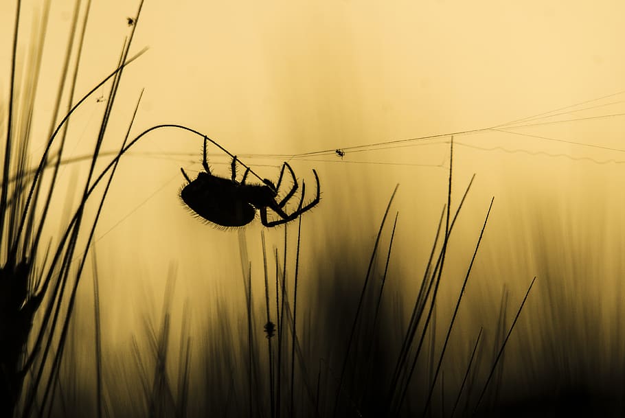spider, nature, insects, invertebrate, animal themes, animal wildlife HD wallpaper