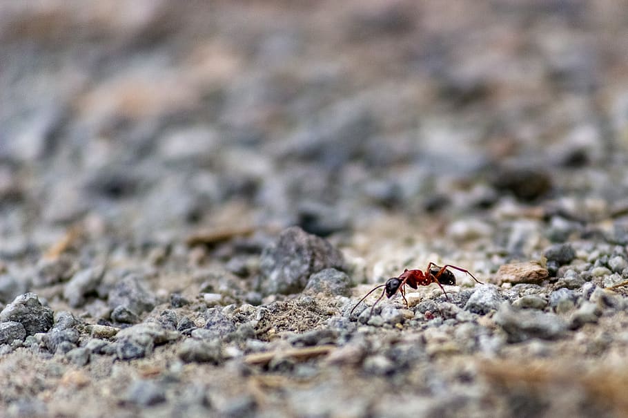 ant, worker, sand, insect, bug, animal, animal wildlife, animals in the wild HD wallpaper