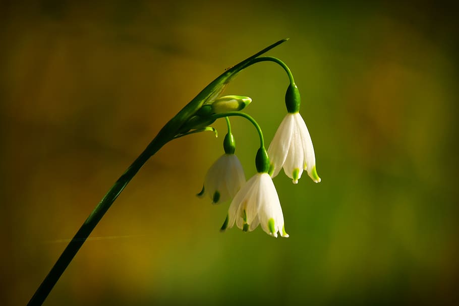 snowdrop, flower, plant, bloom, spring, galanthus, petal, stem HD wallpaper