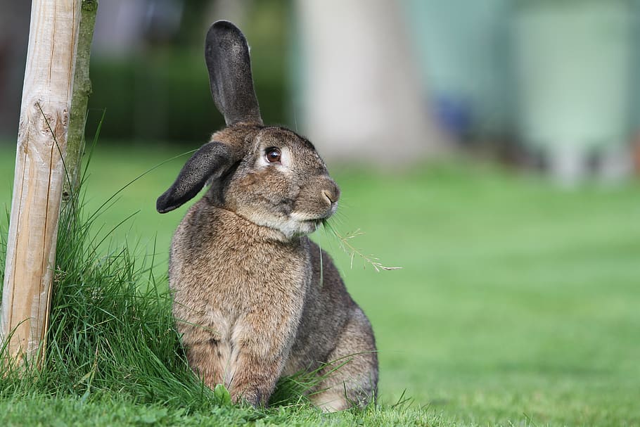 hare, rabbit, easter, grass, easter bunny, ears, fur, spring HD wallpaper