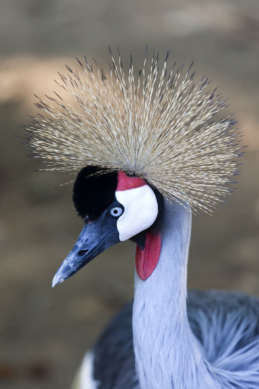 bird, grey crowned crane, headdress, spring crown, bill, tufts of hair, HD wallpaper