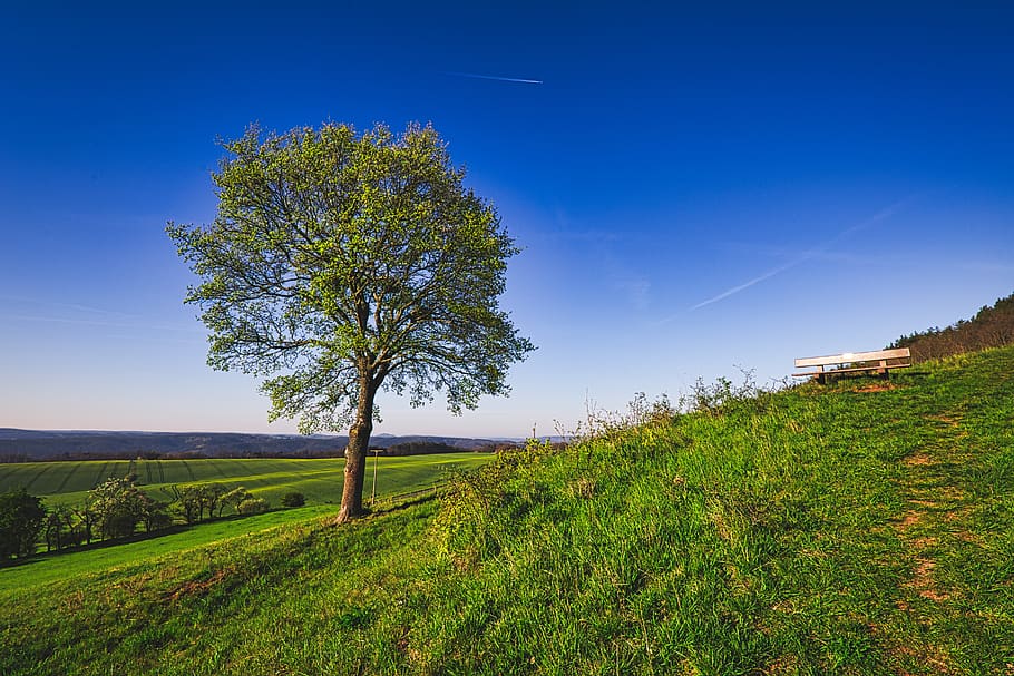tree, sky, horizon, hill, meadow, thanks, landscape, rural HD wallpaper