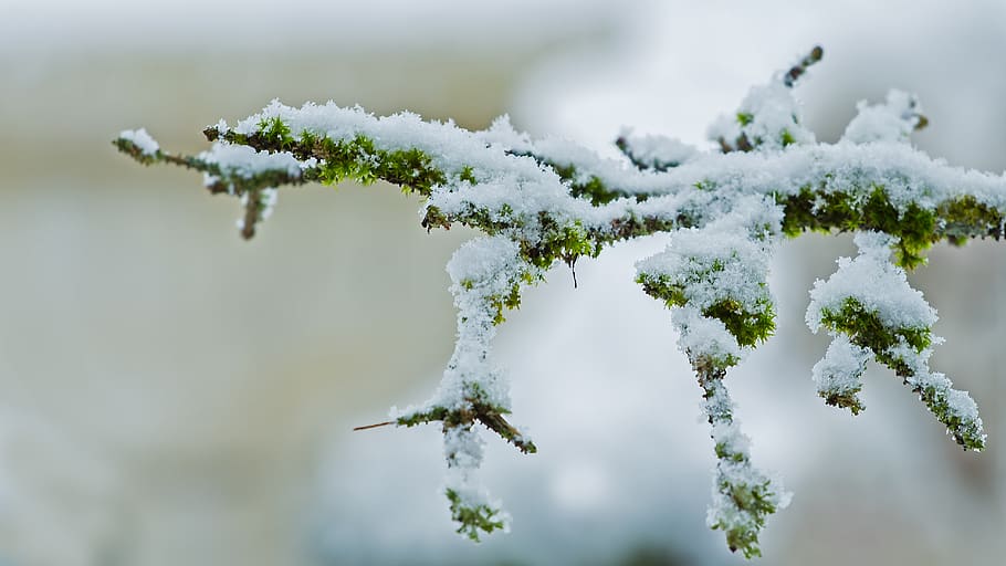snow, snowfall, snowy, winter, snowflake, branch, cold temperature HD wallpaper