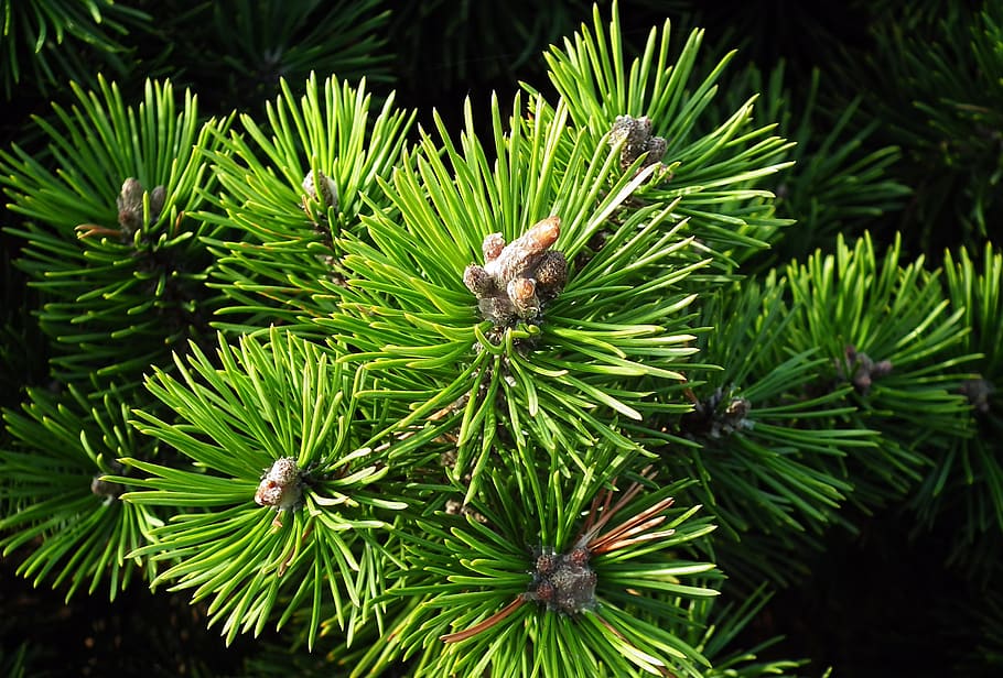 tree, mountain pine, green, coniferous, sprig, nature, closeup HD wallpaper