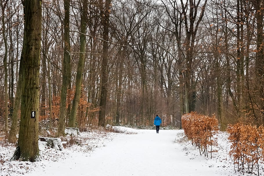 forest, winter, nature, snow, landscape, trees, cold, scenic HD wallpaper