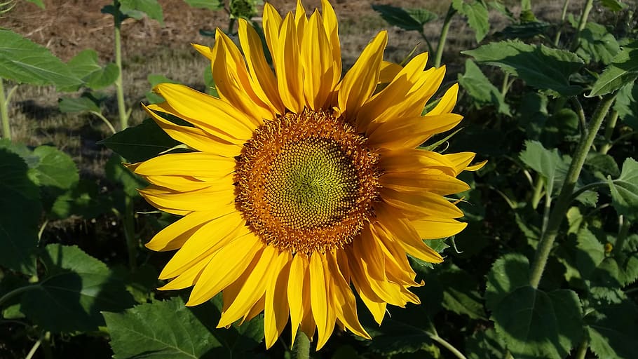 sunflower, field, summer, yellow, nature, blossom, bloom, sunflower field HD wallpaper