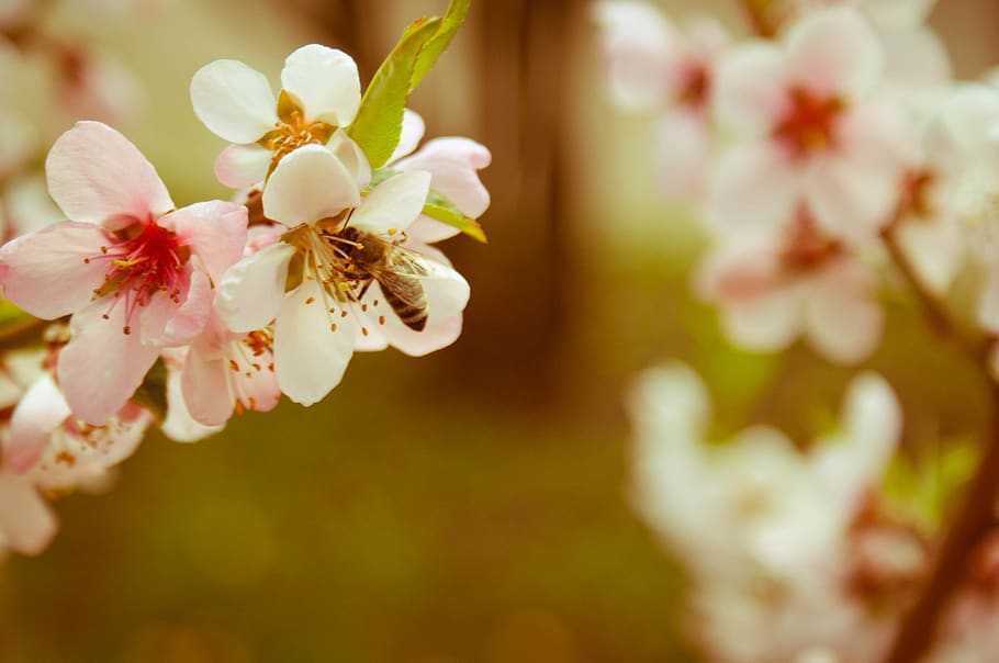 floral, flowers, bee, bees, spring, bloom, blooming, flowering plant HD wallpaper