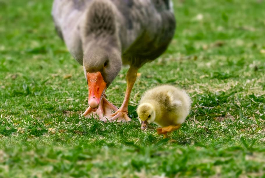 goose, ducks, spring, animal, bird, nature, poultry, feathers HD wallpaper