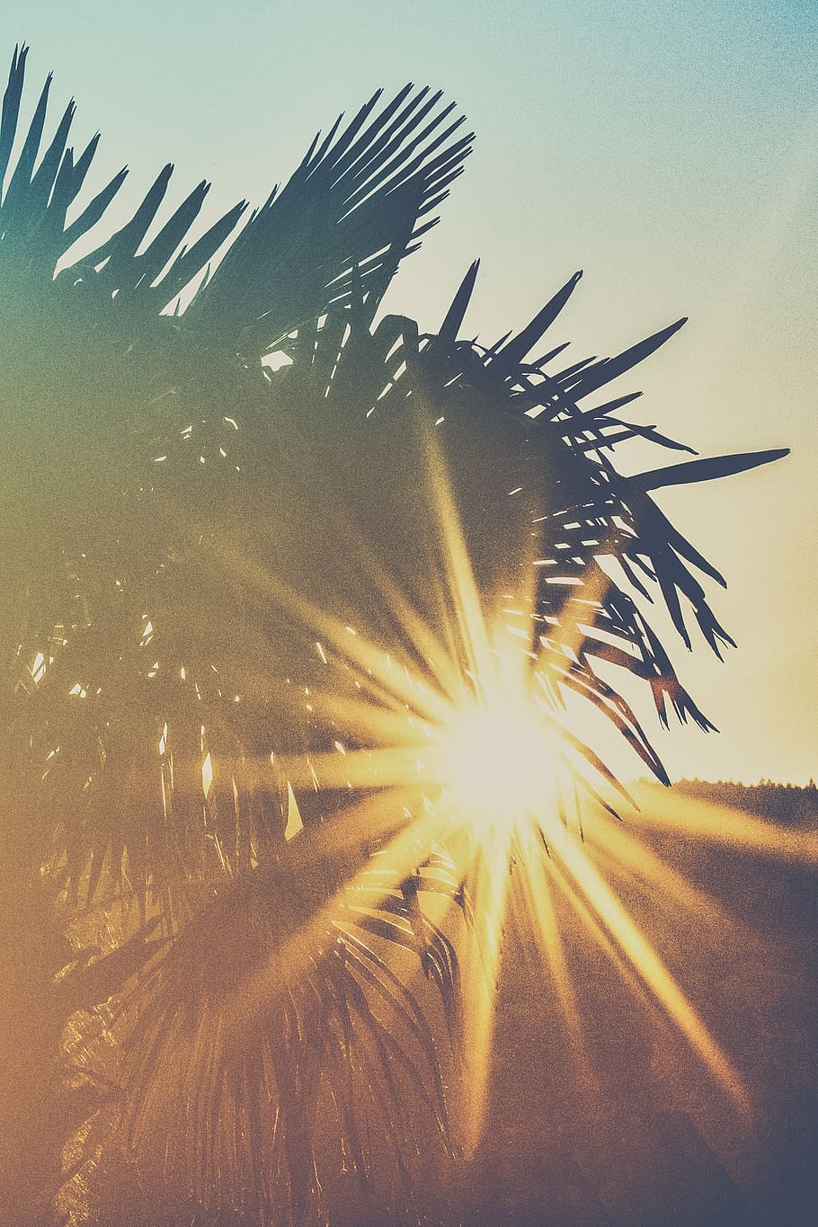 sunray on linear leafed plant, sky, palm tree, nature, growth HD wallpaper