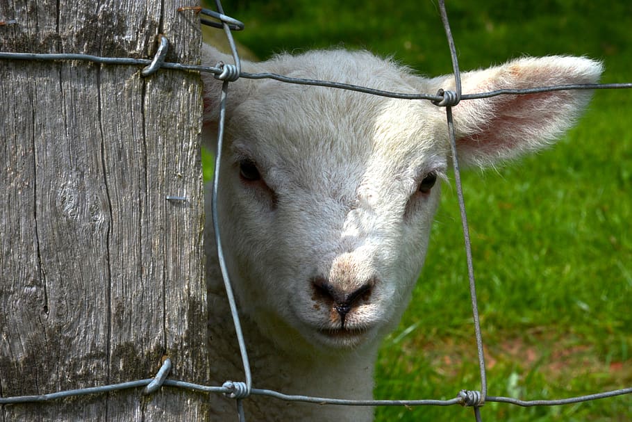 lamb, fence, animal, spring, countryside, caged, mammal, animal themes, HD wallpaper
