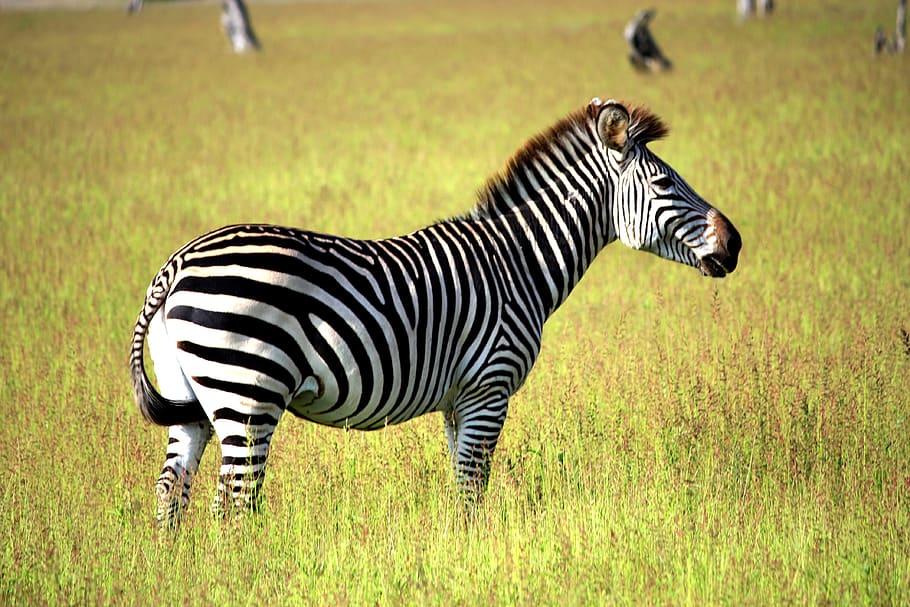 zebra on grass, animal, wildlife, mammal, bird, zambia, south luangwa national park, HD wallpaper