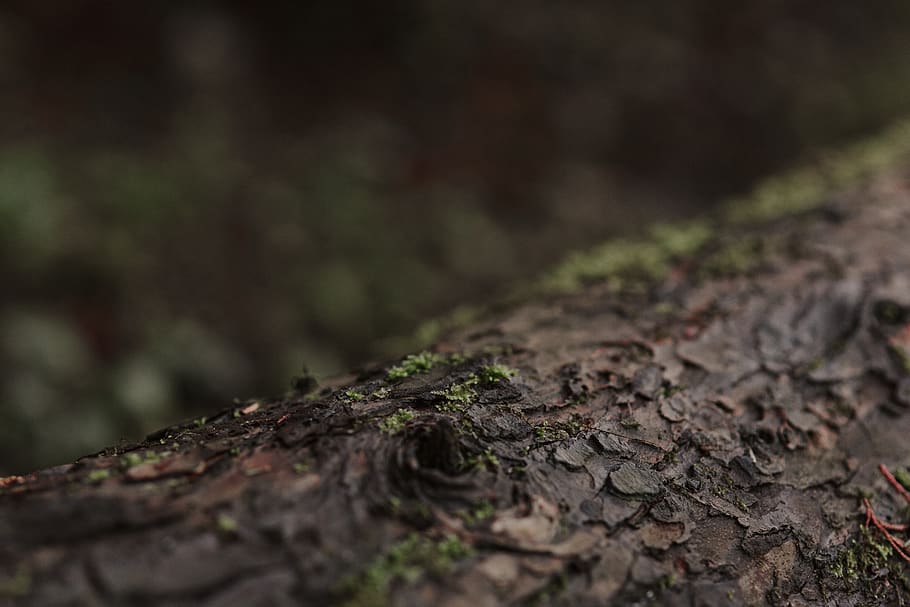 brown tree trunk, selective focus, plant, close-up, no people HD wallpaper
