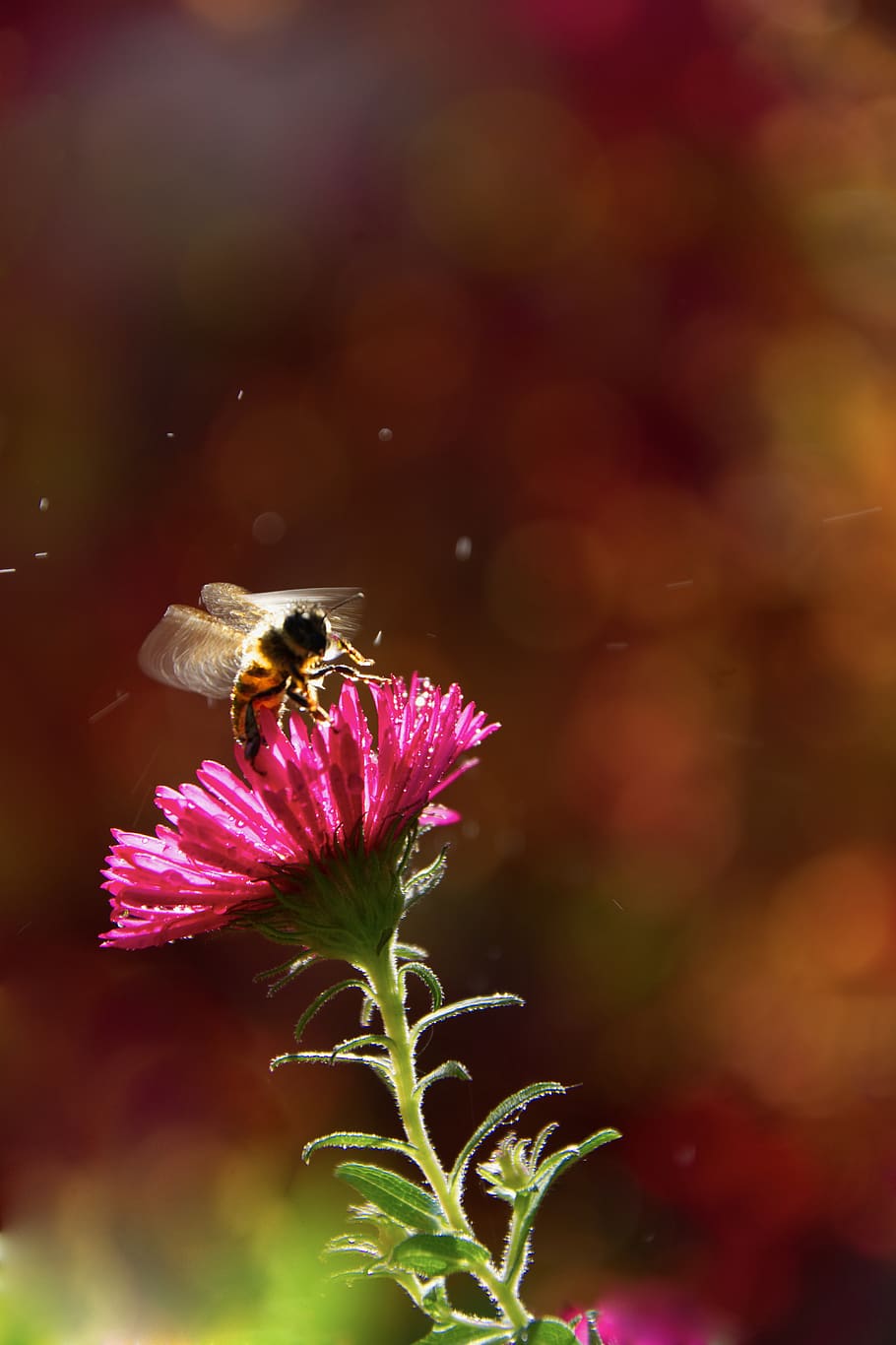 animals in the wild, animal wildlife, invertebrate, insect HD wallpaper