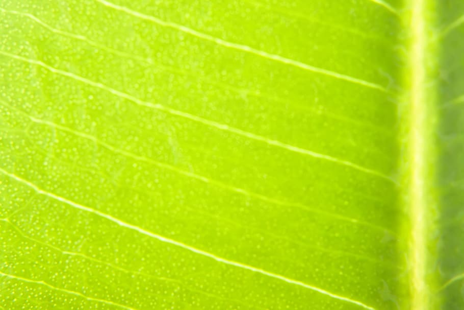 background, botany, flora, floral, flores, foliage, green, growing HD wallpaper