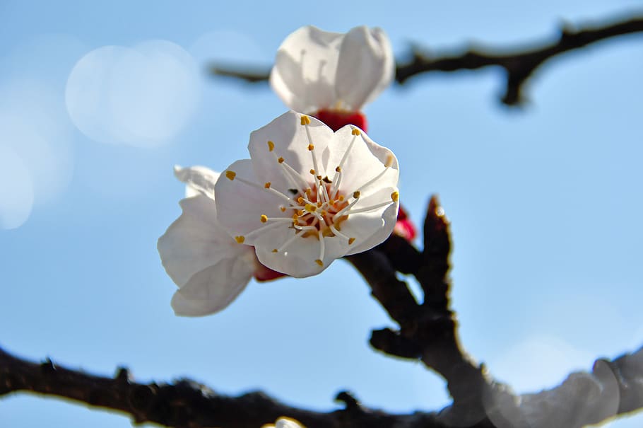 spring, cherry blossom, bloom, white flower, branch, blooms at HD wallpaper