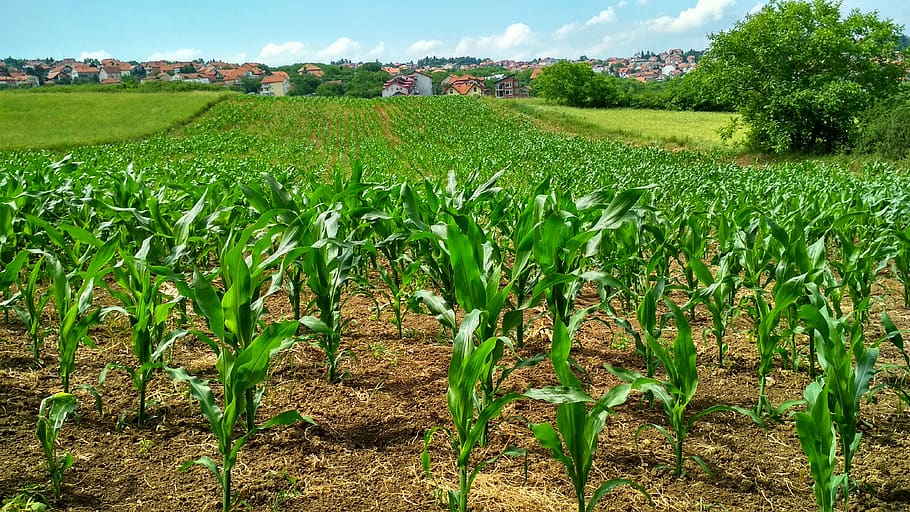 Corn Plant on Field, cornfield, crop, daylight, environment, farm HD wallpaper