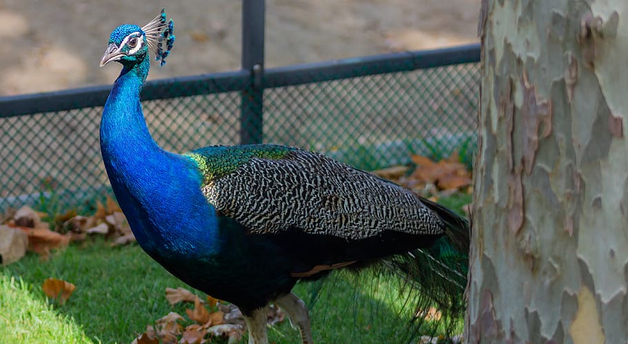 bird, animal themes, vertebrate, animal wildlife, animals in the wild HD wallpaper